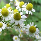 <transcy>VEGAN CHAMOMILE FIXER IN BIOLAND HAIR GEL</transcy>